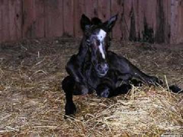 Aura as a Foal