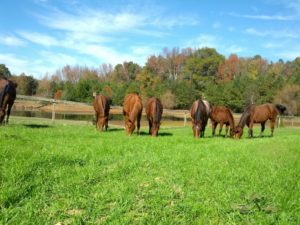 Cover photo for Horse Pasture Management Workshop to Be Held in Alamance County