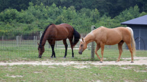 NC State Extension equine program horse husbandry